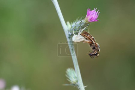 crab spider hunted a bee