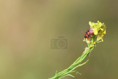 ein rotes Insekt auf einer Blume