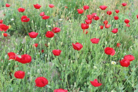Photo for Field of red poppies in spring - Royalty Free Image