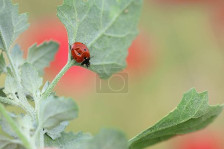 ladybug on leaf in spring