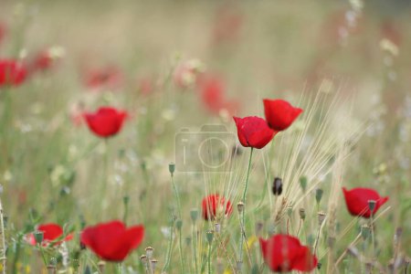 Campo de amapolas rojas en primavera

