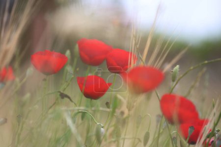 Photo for Field of red poppies in spring - Royalty Free Image