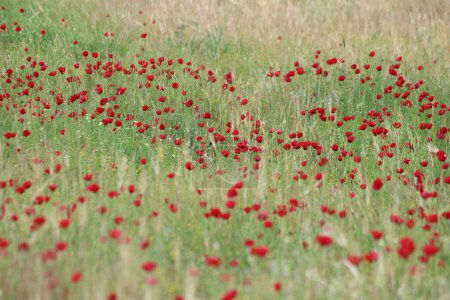 field of red poppies in spring