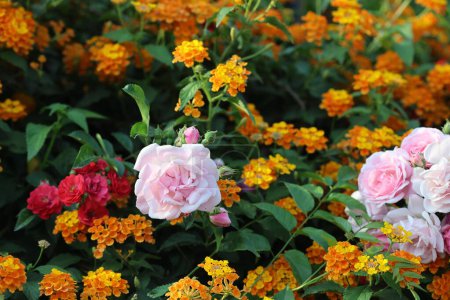 red rose, pink rose, lantana flowers in the garden
