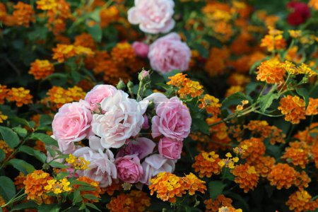 rosa roja, rosa rosa, flores de lantana en el jardín