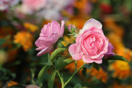 rote Rose, rosa Rose, Lantanablüten im Garten