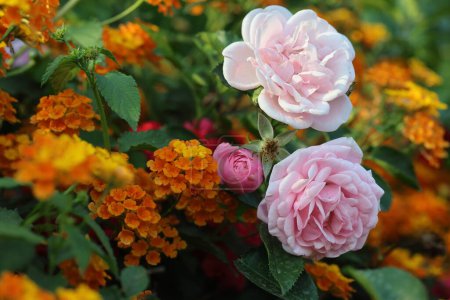 red rose, pink rose, lantana flowers in the garden
