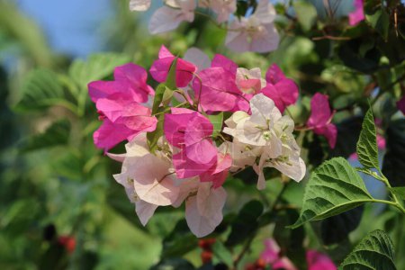 pink and white bouganville flowers