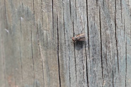 eine Stubenfliege ruht auf altem Holz