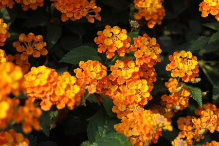 Téléchargez les photos : Fleurs jaunes de lantana (verbenas arbustives ou lantanas) au printemps - en image libre de droit