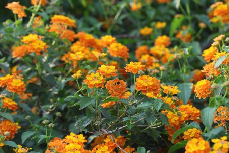 Téléchargez les photos : Fleurs jaunes de lantana (verbenas arbustives ou lantanas) au printemps - en image libre de droit