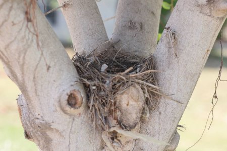 an abandoned bird nest on tree
