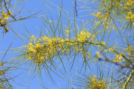 Photo for Parkinsonia aculeata is a species of perennial flowering tree in the pea family, Fabaceae - Royalty Free Image
