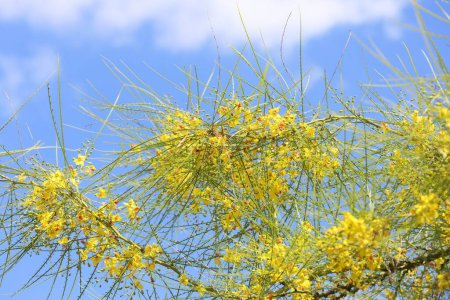 Photo for Parkinsonia aculeata is a species of perennial flowering tree in the pea family, Fabaceae - Royalty Free Image