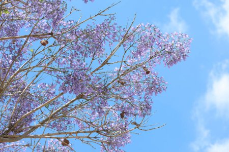 Jacaranda mimosifolia es un árbol subtropical nativo del centro-sur de Sudamérica..