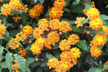 Gelbe Lantanas (Strauchverbene oder Lantanas) blühen im Frühling
