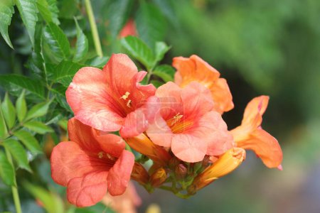 chinese trumpet vine flowers in spring