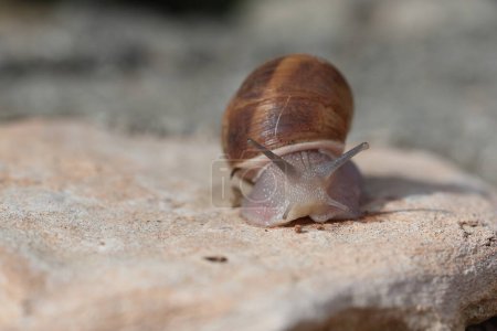 a snail crawling on the stone