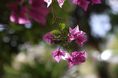  purple bouganville flowers in spring