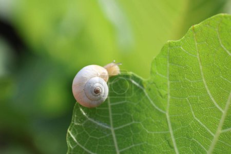 a snail crawling on green leaf