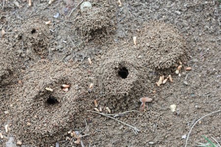 vue de dessus du nid de fourmis