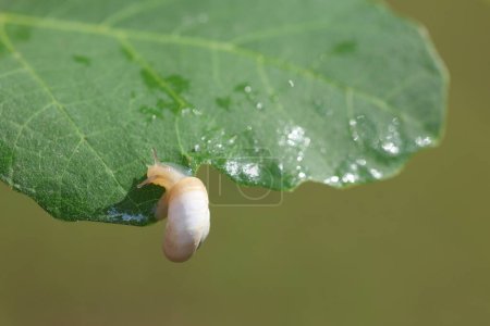 a snail crawling on green leaf