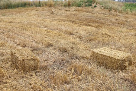 Photo for Straw bales on a field - Royalty Free Image