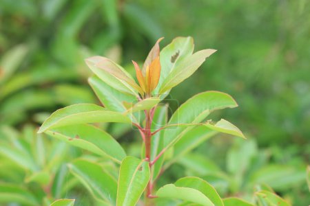 Arbutus andrachne (fresa griega) es un arbusto siempreverde o pequeño árbol de la familia Ericaceae, nativo de la región mediterránea y Oriente Medio.
