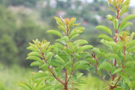 Arbutus andrachne (griechischer Erdbeerbaum) ist ein immergrüner Strauch oder kleiner Baum aus der Familie der Ericaceae, der im Mittelmeerraum und im Nahen Osten beheimatet ist.