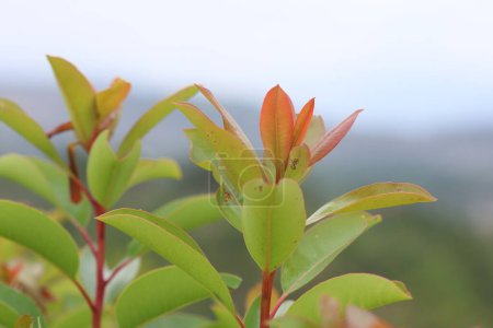 Arbutus andrachne (griechischer Erdbeerbaum) ist ein immergrüner Strauch oder kleiner Baum aus der Familie der Ericaceae, der im Mittelmeerraum und im Nahen Osten beheimatet ist.
