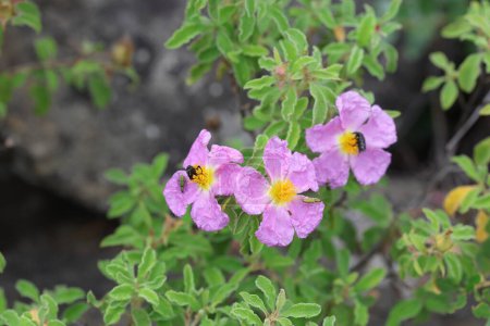 Cistus creticus is a species of shrubby plant in the family Cistaceae. 