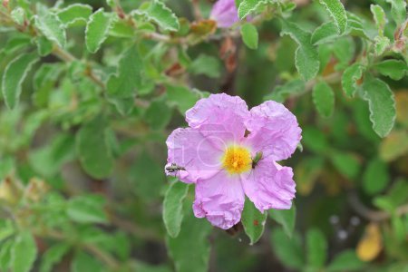 Cistus creticus is a species of shrubby plant in the family Cistaceae. 