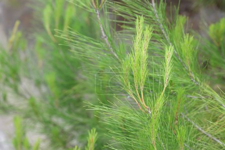 young shoots and pine cone of turkish pine
