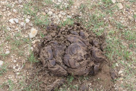dry cow dung in the field