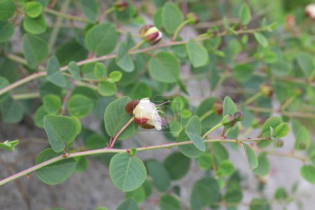 flowers and leaves Capparis spinosa