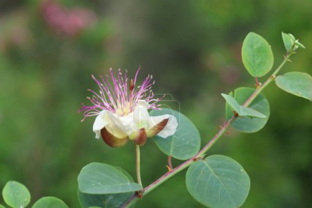 Blüten und Blätter Capparis spinosa