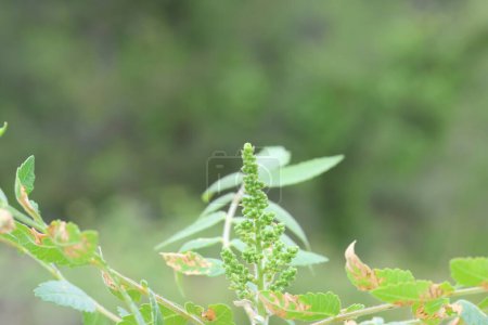 Blume von Sumach oder Sumach (Rhus coriaria) im Frühling 