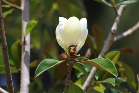 Magnolia grandiflora is a tree of the family Magnoliaceae 