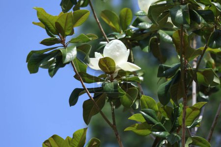 Magnolia grandiflora is a tree of the family Magnoliaceae 