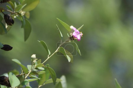 Foto de Lagunaria patersonia is a species of tree in the family Malvaceae. - Imagen libre de derechos