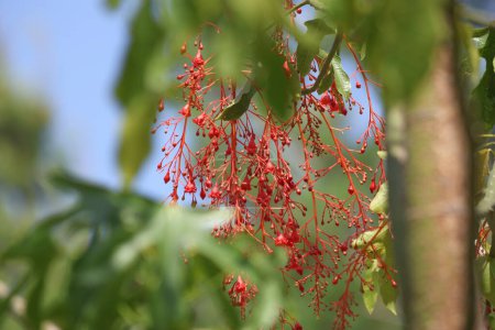 red flowers and leaves of Brachychiton acerifolius