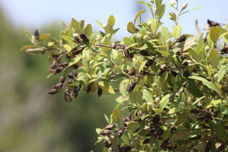 seedpods of lagunaria patersonia tree 