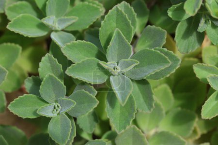 hojas de Coleus caninus, también conocido como Plectranthus caninus. Es una hierba de la familia de la menta Lamiaceae.