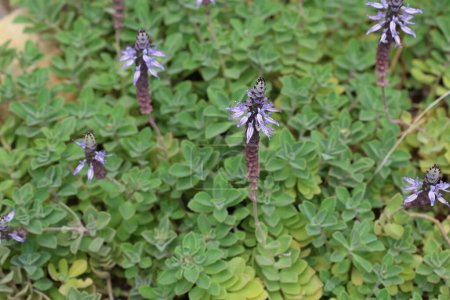 flowers and leaves of Coleus caninus, also known as Plectranthus caninus. It is a herb from the mint family Lamiaceae.