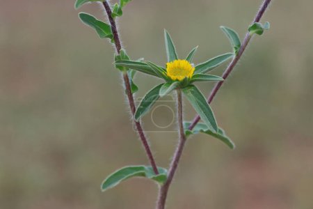 Pallenis spinosa ist eine einjährige krautige Pflanze der Gattung Pallenis aus der Familie der Asteraceae