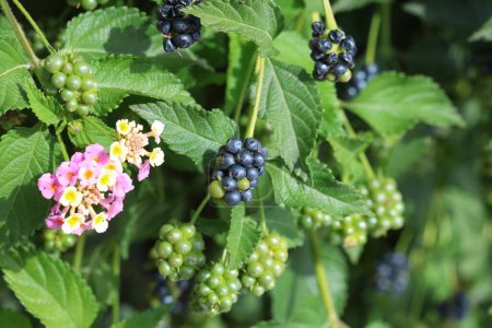 berries and flowers of Lantana camara (common lantana) 