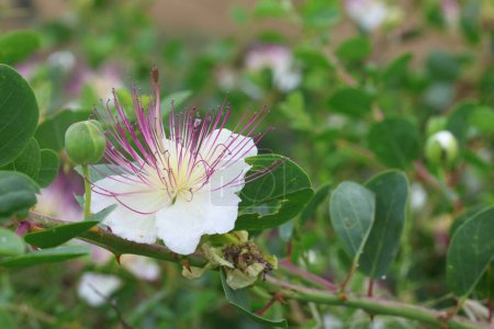 Blüten und Blätter Capparis spinosa