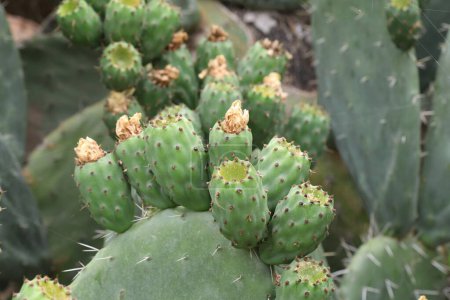 ripening fruits of prickly pear