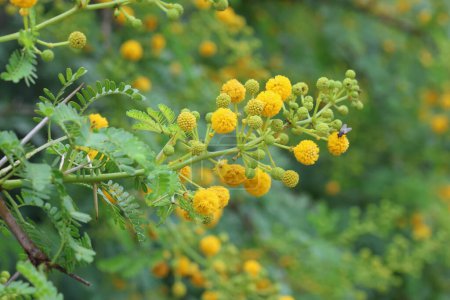 Blüten und Blätter von Vachellia farnesiana