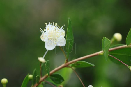 Blüten und Blätter der Myrte (Myrtus communis) im Frühling